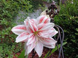 White Pink Hippeastrum Rutilum Flower Seeds for Planting, 100 pcs