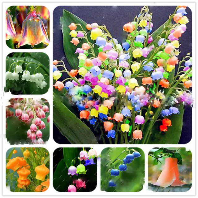 Mixed Bell Orchid Seeds for Planting - 100 pcs