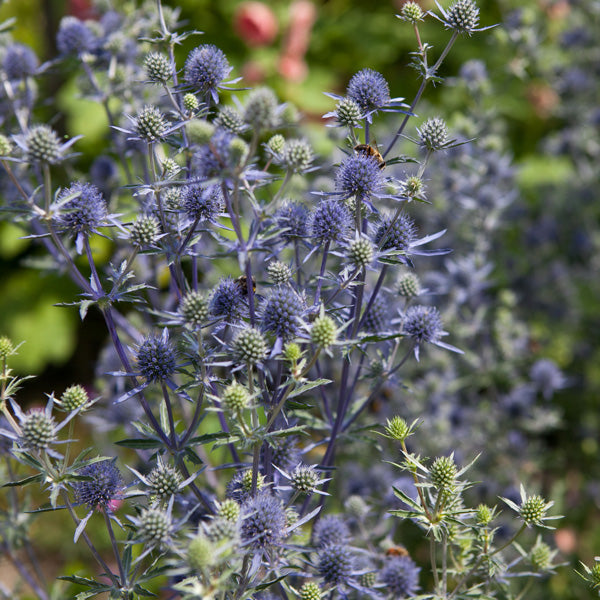 Blue Holly Eryngium blomsterfrø til plantning - 100 stk