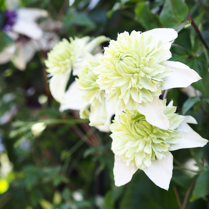 Light Green Clematis Flower Seeds – Heirloom Non-GMO Climbing Blooms for Garden Fences and Arbors