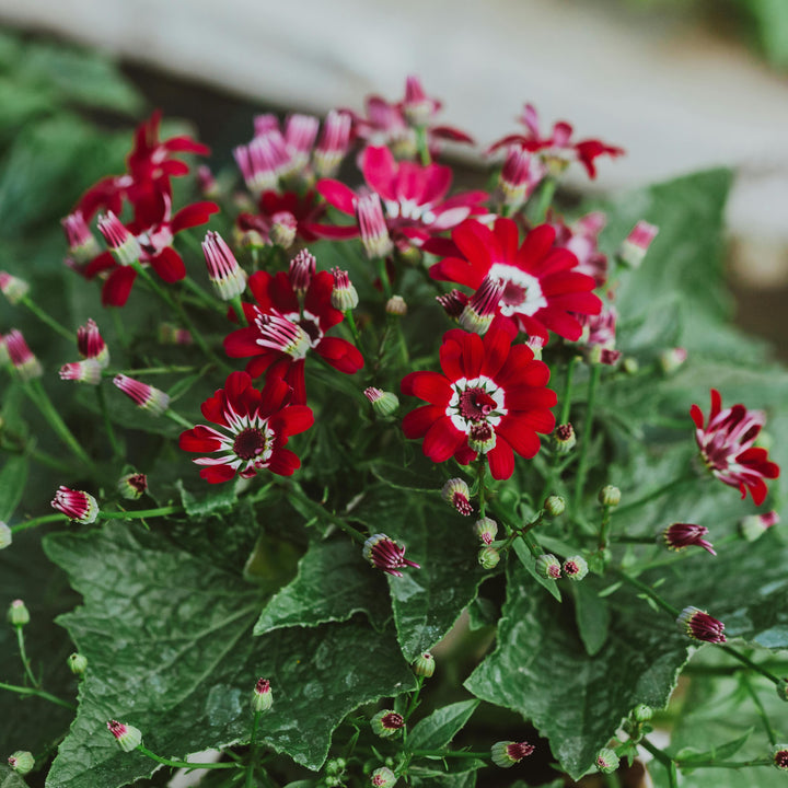 Heirloom Red Cineraria Flower Seeds for Planting, Non-GMO