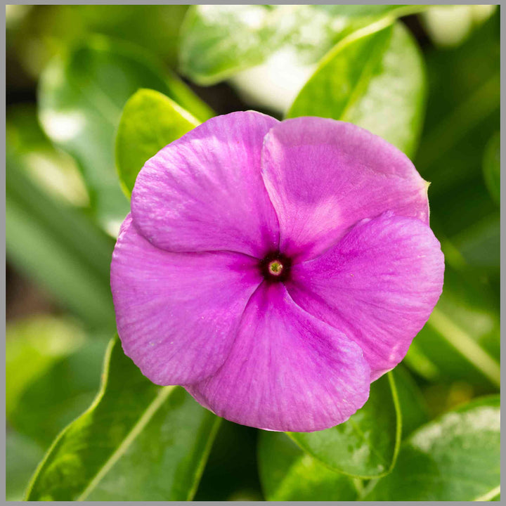 Periwinkle lyserøde blomsterfrø til plantning - 100 stk