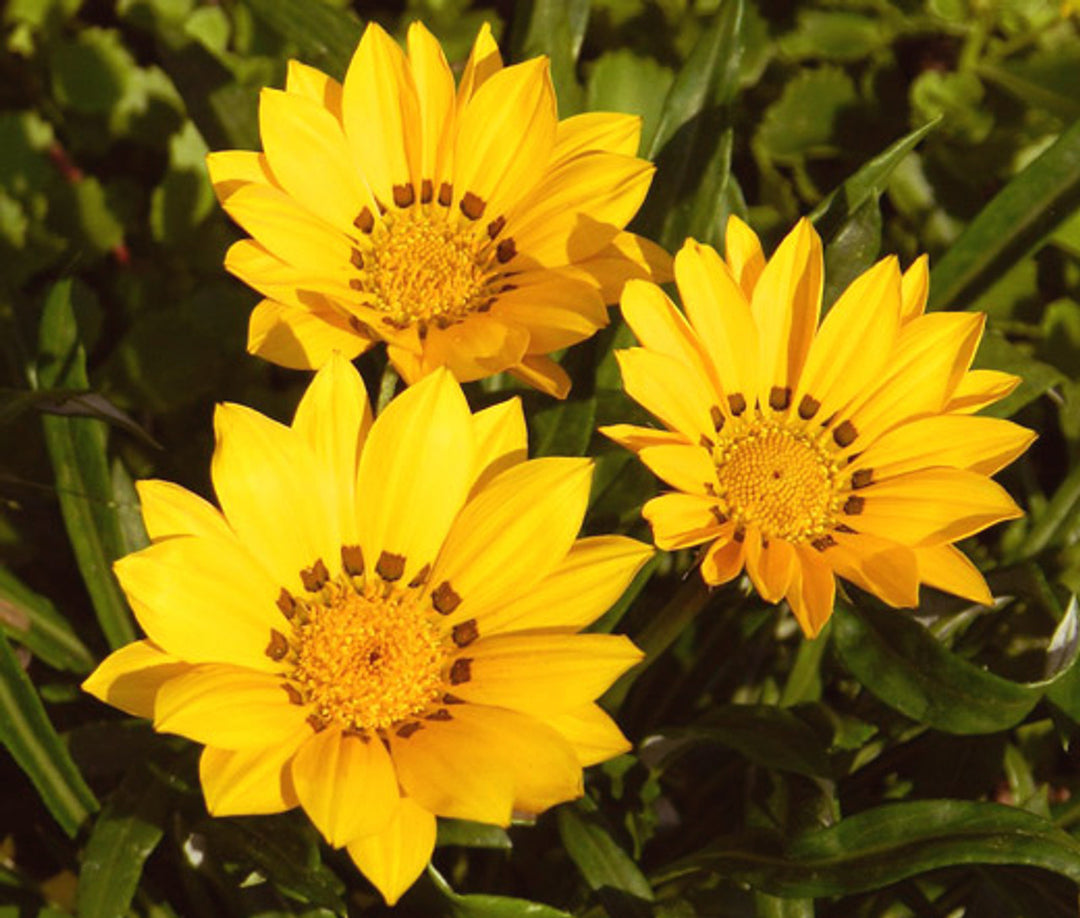 Organic Yellow Gazania Flower Seeds for Planting – Heirloom, Non-GMO