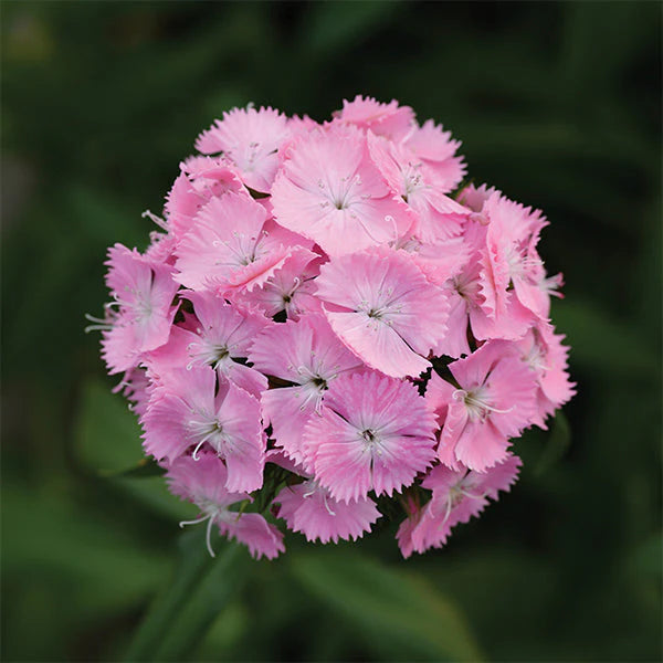 Lyserøde Dianthus blomsterfrø til udplantning, 100 stk