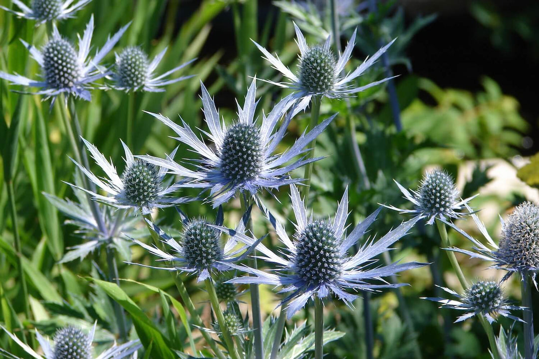 Eryngium Plant Seeds for Planting, 100 pcs