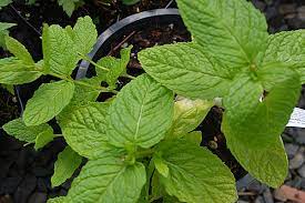 Mint Spearmint Seeds for Planting