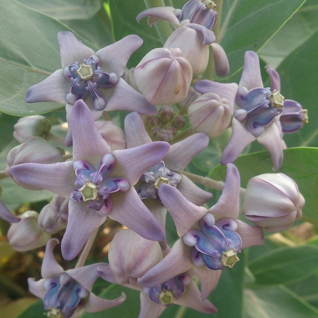Heirloom Calotropis Gigantea Flower Seeds, Non-GMO Giant Milkweed Blooms for Butterfly Garden Planting