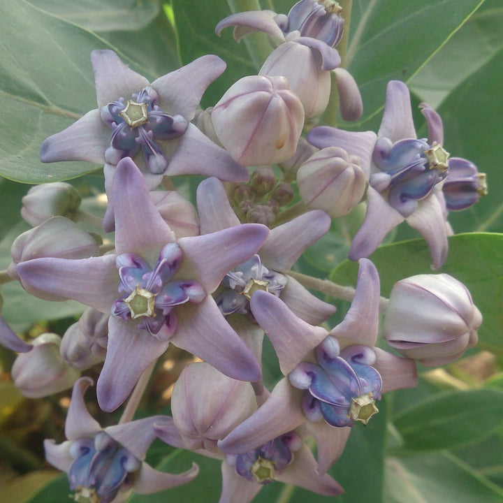 Heirloom Calotropis Gigantea Flower Seeds, Non-GMO Giant Milkweed Blooms for Butterfly Garden Planting