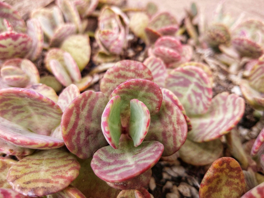 humilis succulent Kalanchoe Humilis Plant Seeds – Heirloom Non-GMO Succulent Seeds for D – Neeraseeds