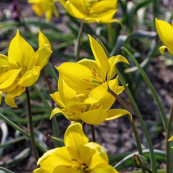 Tulipa Sylvestris frø til udplantning - 100 stk