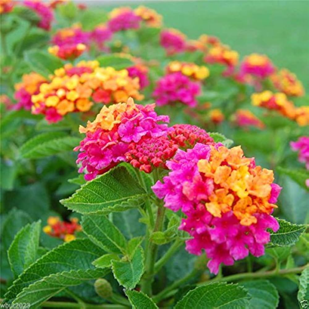 Pink Yellow Lantana Flower Seeds for Planting 100 pcs