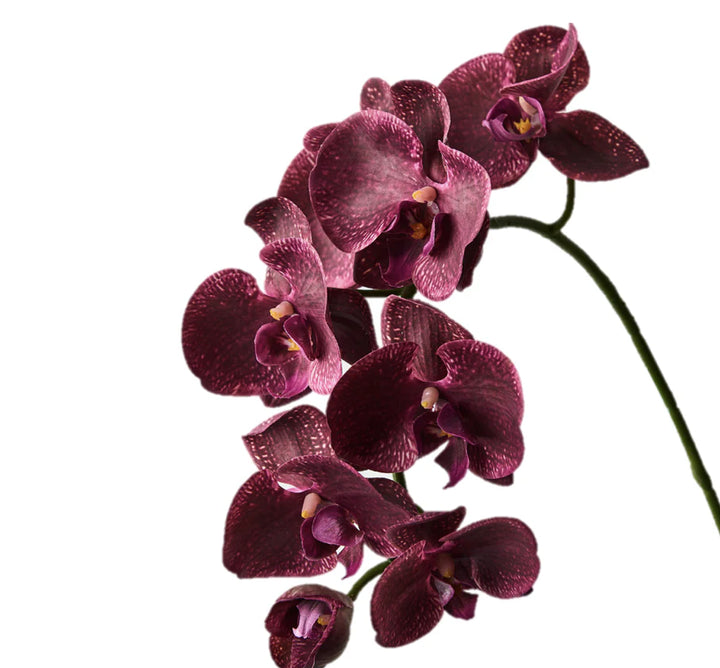 Maroon White Phalaenopsis Orchid Seeds for Planting - 100 pcs