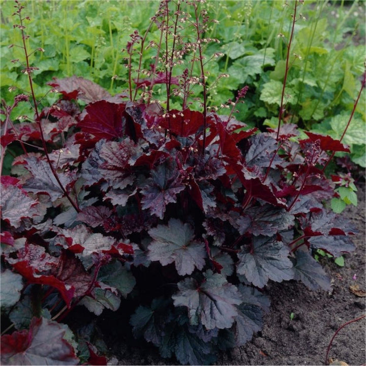 Purple Coral Bells Plant Seeds for Planting - 100 pcs