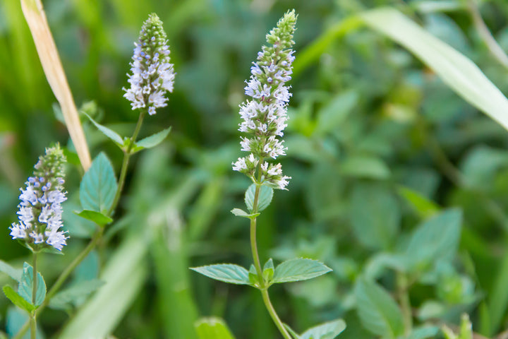 Heirloom Mint Flower Seeds, Non-GMO Fragrant Herb Blooms for Culinary and Garden Planting