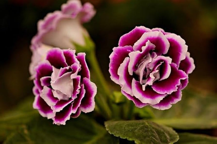 Gloxinia lilla hvide blomsterfrø til plantning - 100 stk