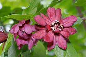 Maroon Carolina Allspice Flower Seeds for Planting - 100 pcs