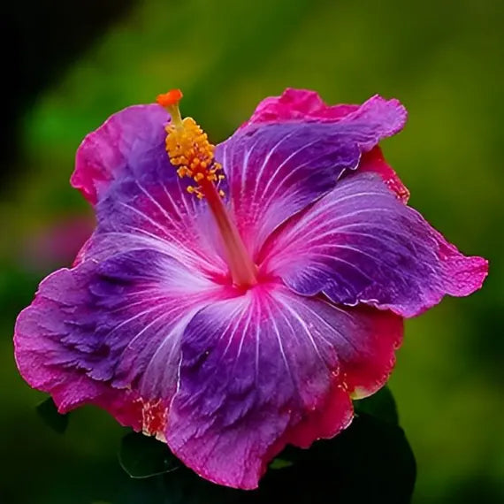 pink hibiscus flower seeds Heirloom Non-GMO Purple Pink Hibiscus Flower Seeds – Vibrant Tropical Blooms for Garden Planting