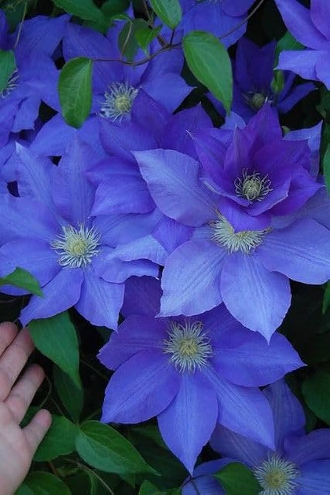 Lilla Clematis frø til plantning - 100 stk