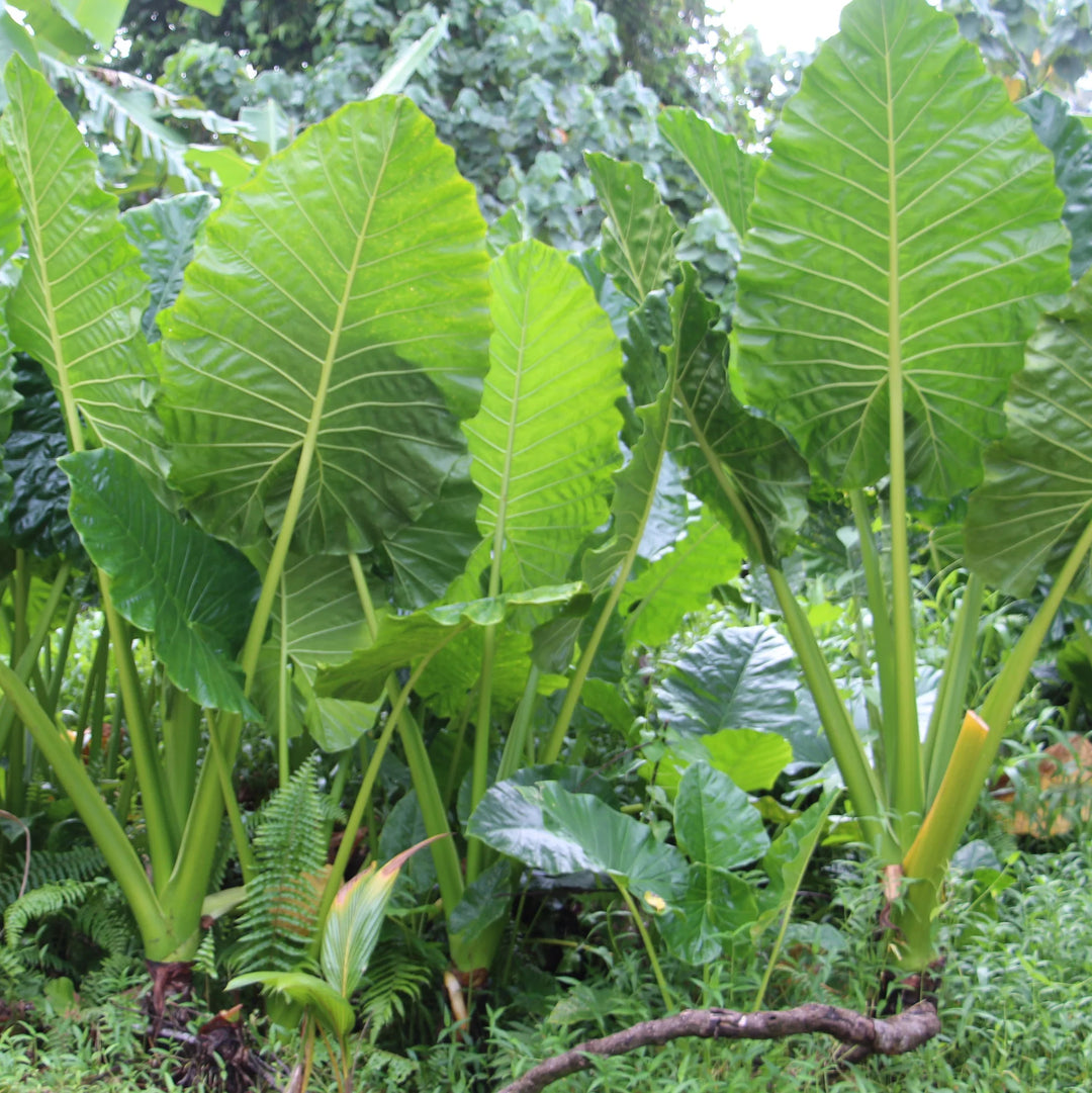 Alocasia Macrorrhiza Plant Seeds for Planting - 100 pcs