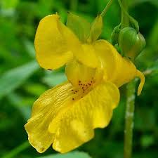 Gule Impatiens Blomsterfrø til udplantning, 100 stk