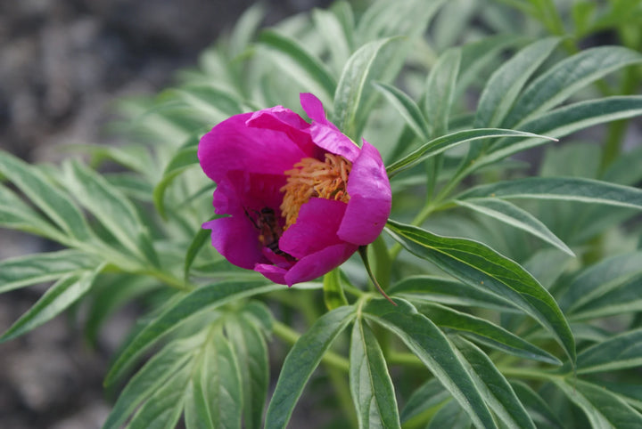 Pink Paeonia Tenuifolia blomsterfrø til plantning - 100 stk