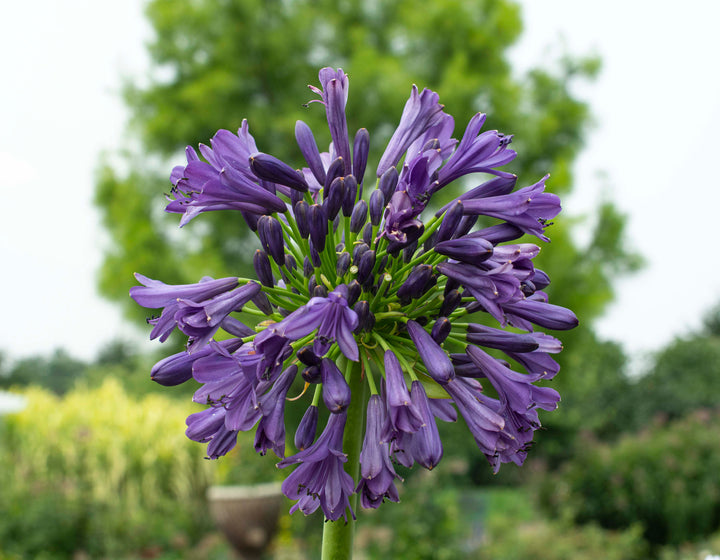 Heirloom Non-GMO Violet Agapanthus Flower Seeds for Elegant Border Garden Planting