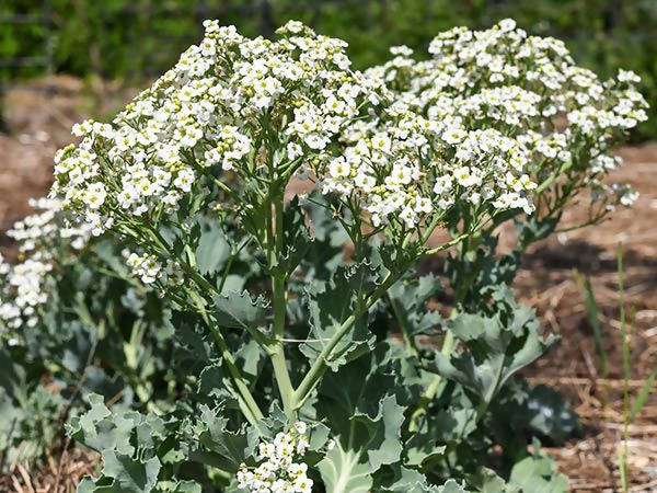 Seakale Blomsterfrø til udplantning - 100 stk