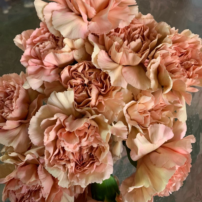 carnation plant seeds Heirloom Brown Carnation Seeds – Non-GMO – Neeraseeds