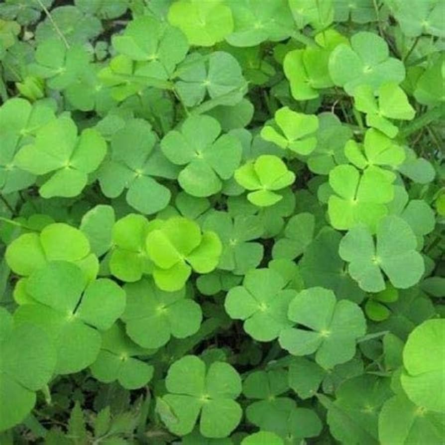 Green Leaf Clover Flower Seeds – Heirloom Non-GMO Lucky Blooms for Decorative Garden Ground Cover