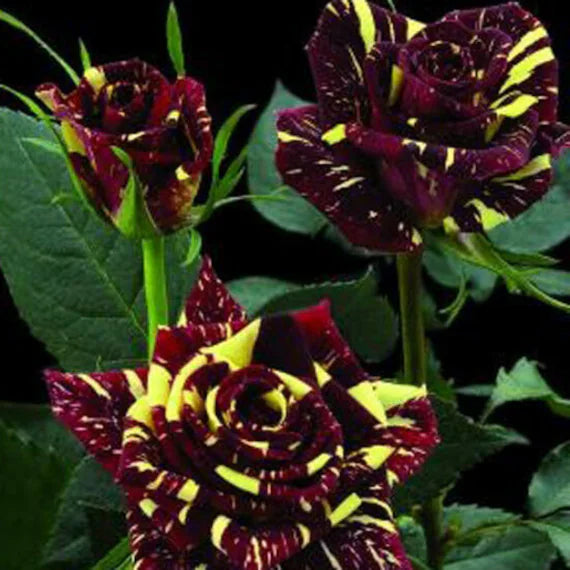 Marron Cream Rose Heirloom Non-GMO Seeds for Planting