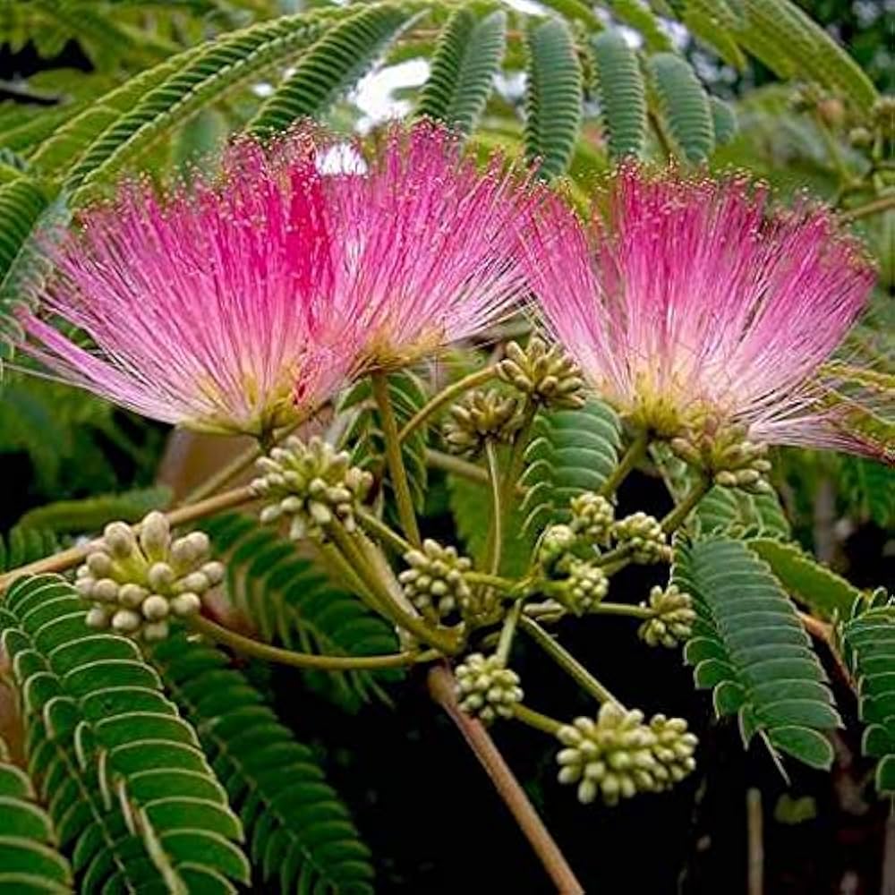 Albizia blomsterfrø til udplantning, 100 stk