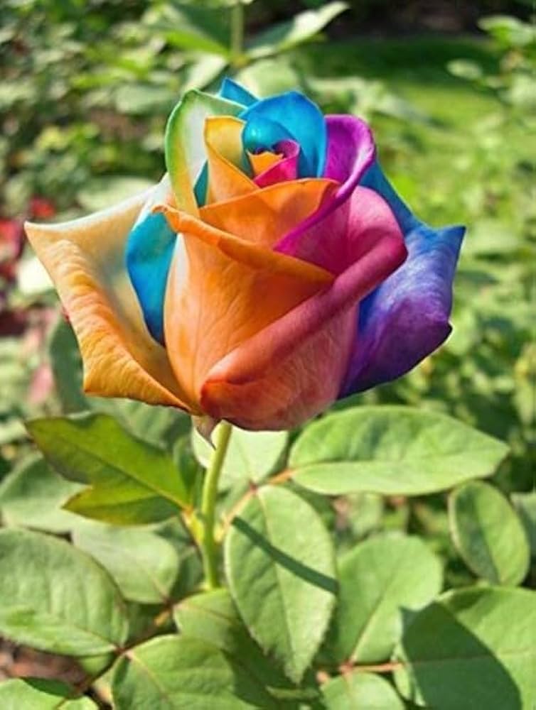 Sjælden Holland Rainbow Rose Blomsterfrø til udplantning - 100 stk