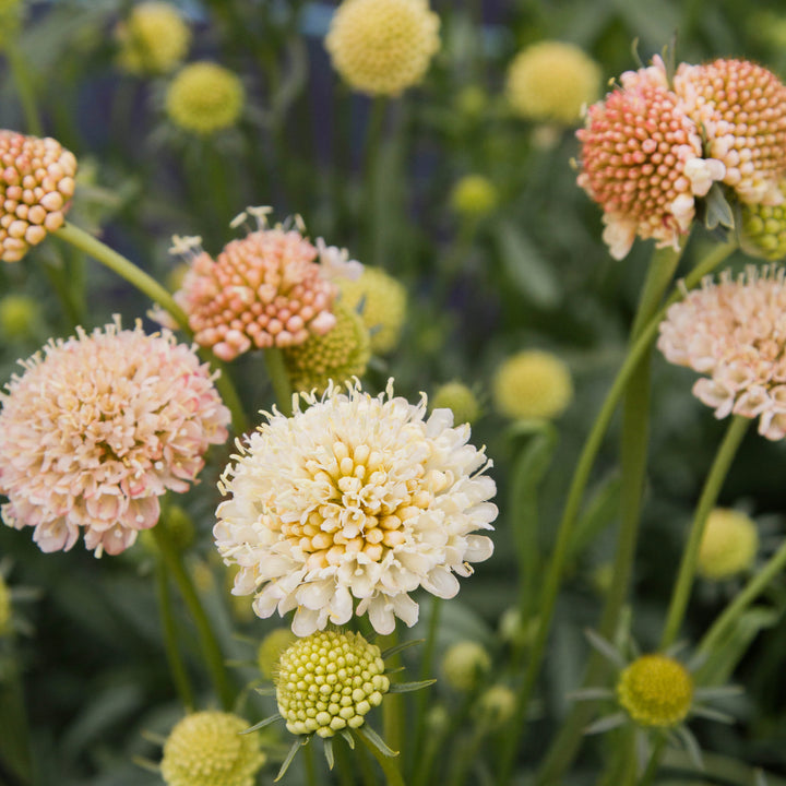 Scabiosa Flower Seeds – Heirloom, Non-GMO, Butterfly-Attracting Blooms for Garden Planting