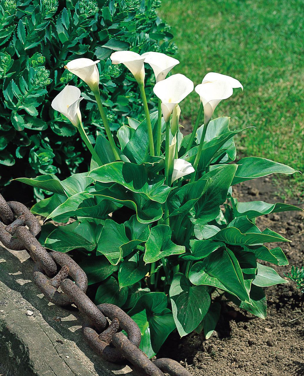 White Zantedeschia Aethiopica Flower Seeds for Planting - 100 pcs