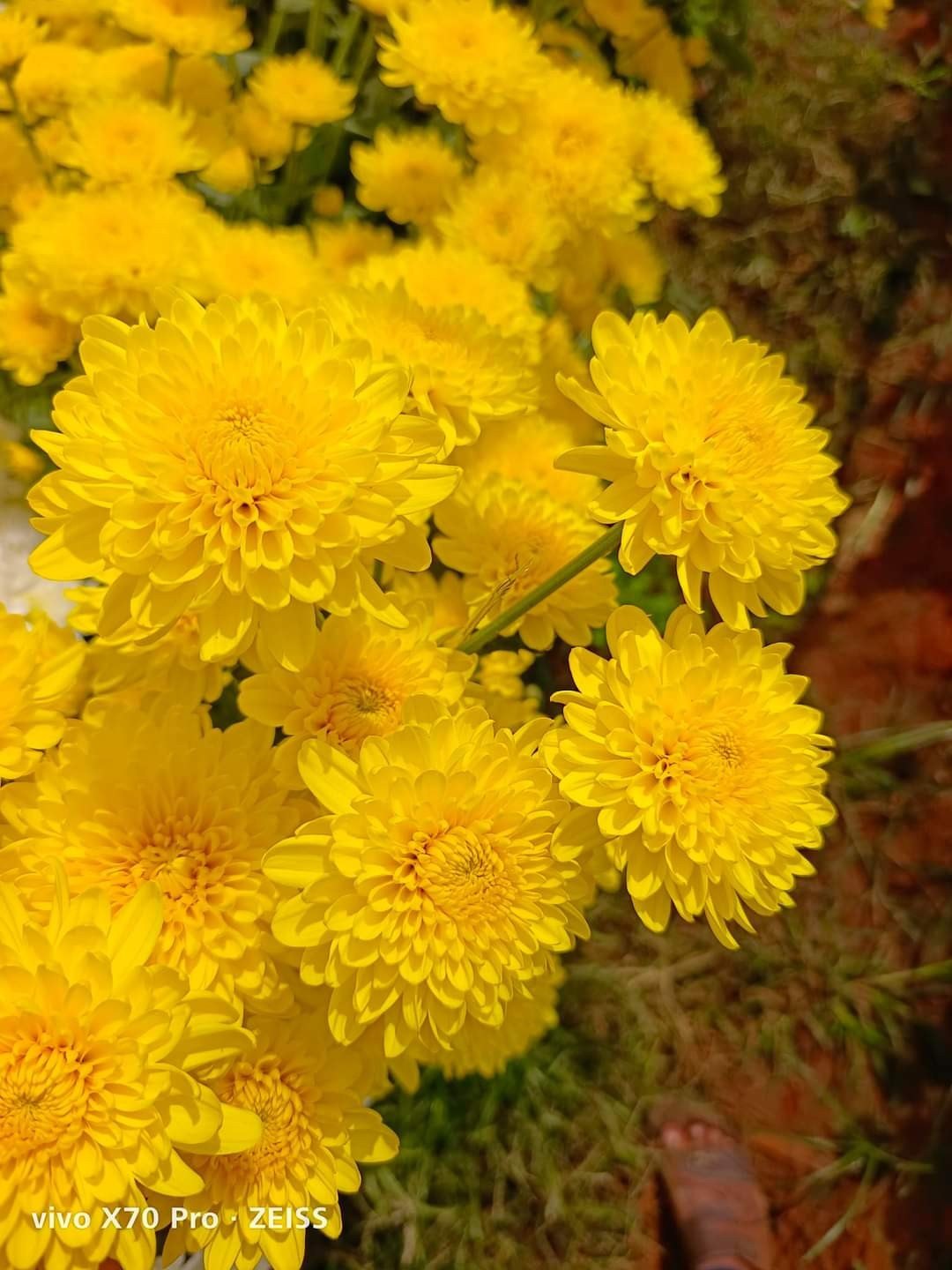 Krysantemum blomsterfrø, gule, til udplantning, 100 stk