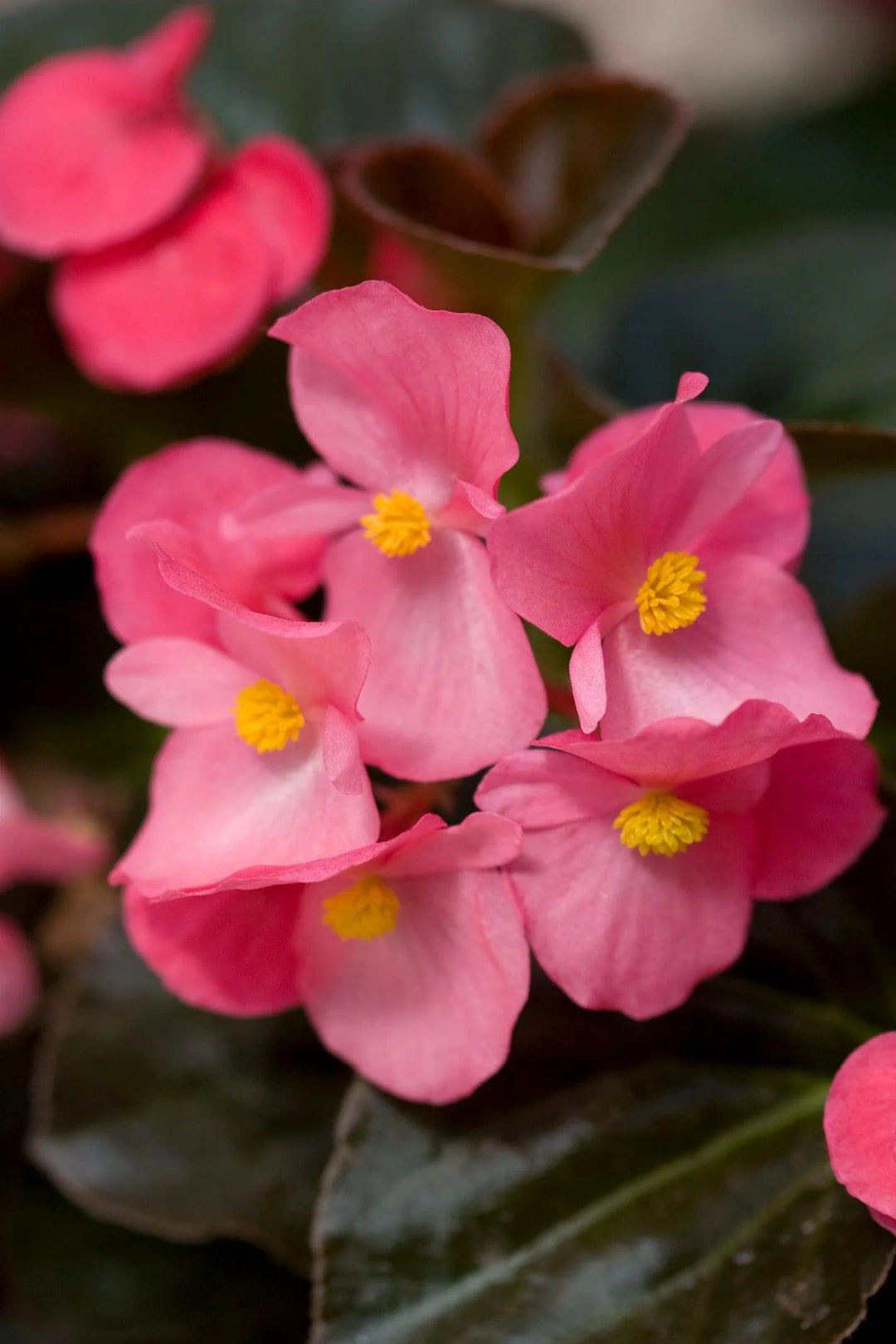 Begonia Blomsterfrø Pink til udplantning 100 stk