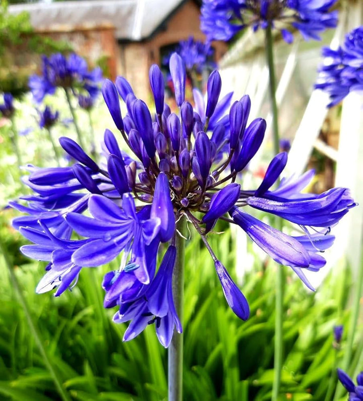 Blå Agapanthus frø til udplantning - 100 stk