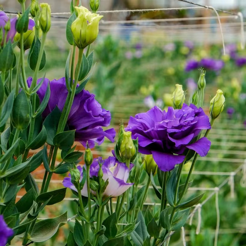 Purple Lisianthus Flower Seeds for Planting - Heirloom, NON-GMO Seeds - Beautiful Garden Blooms