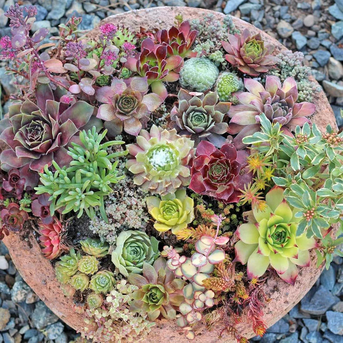 succulent plants seeds Organic Sedum Succulent Plant Seeds in Mixed Colors – Heirloom, Non-GMO