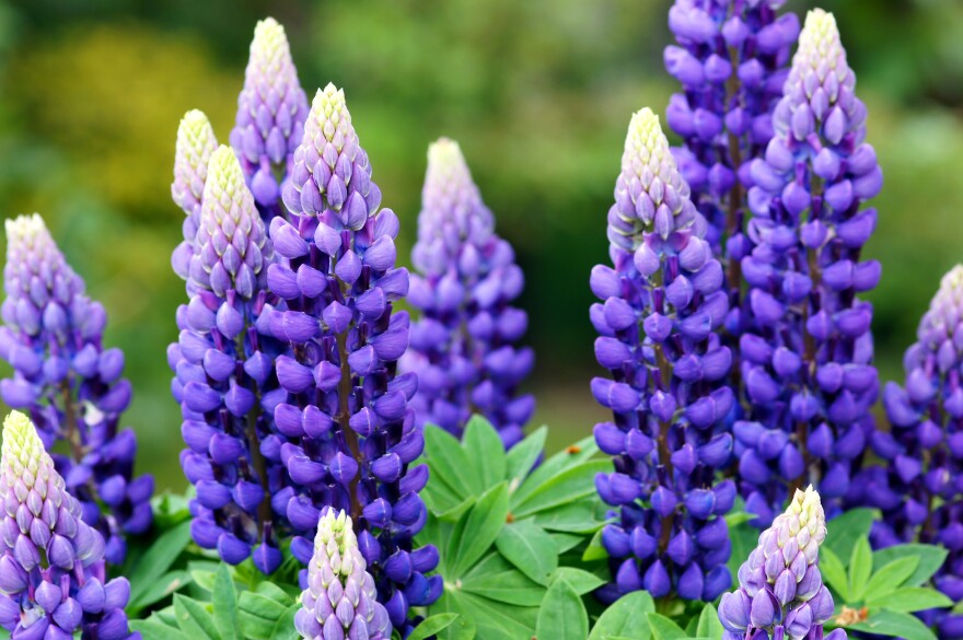 Lupin Blomsterfrø Violet til udplantning 100 stk