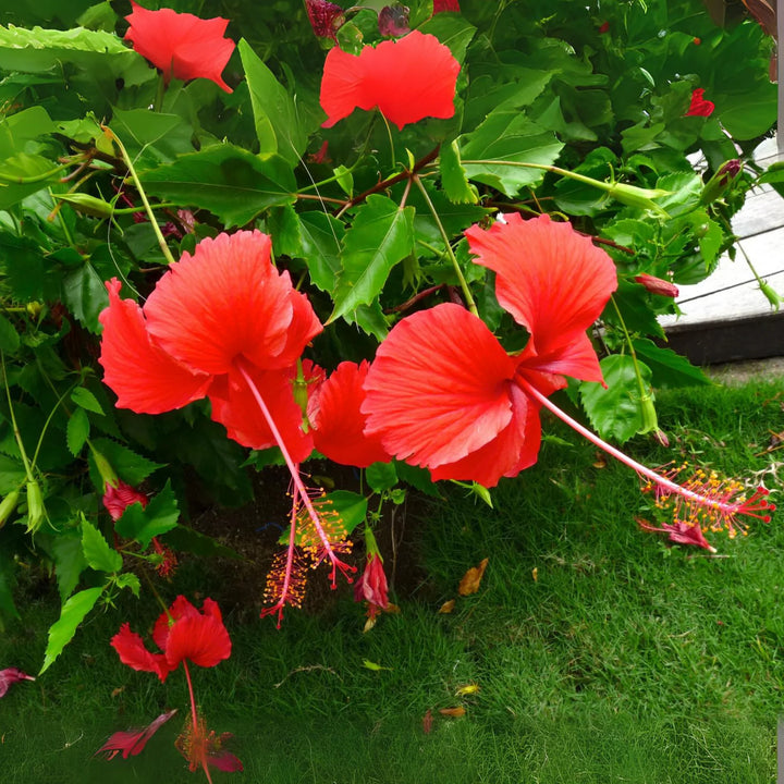 Red Hibiscus Flower Seeds – Heirloom Non-GMO Seeds for Garden Planting