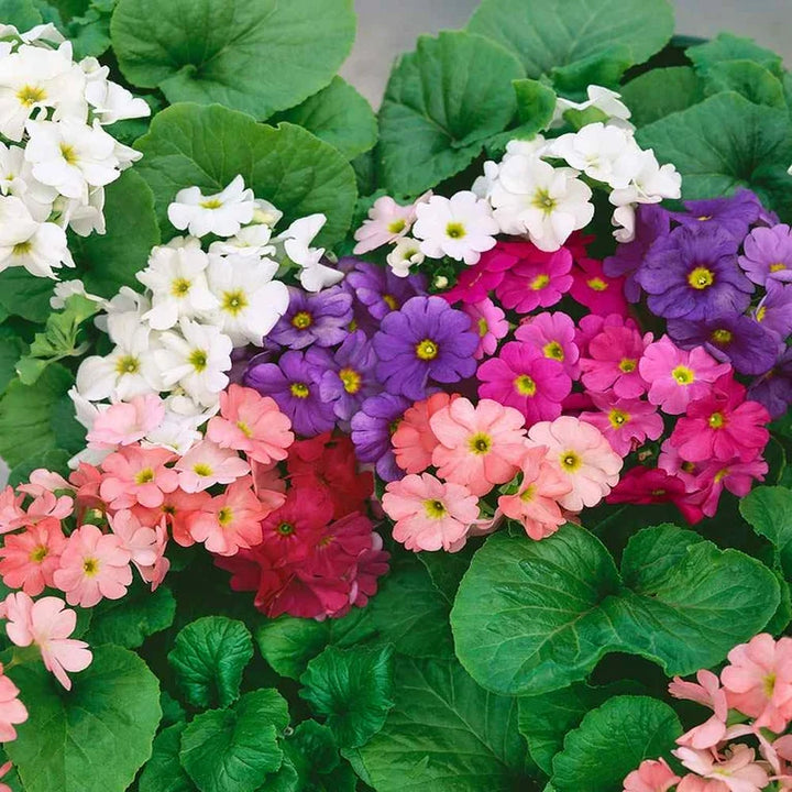 Mixed Primrose OR Primula Obconica Flower Seeds Violet for Planting 100 pcs