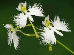 Dove Orchid Flower Seeds for Planting, 100 pcs