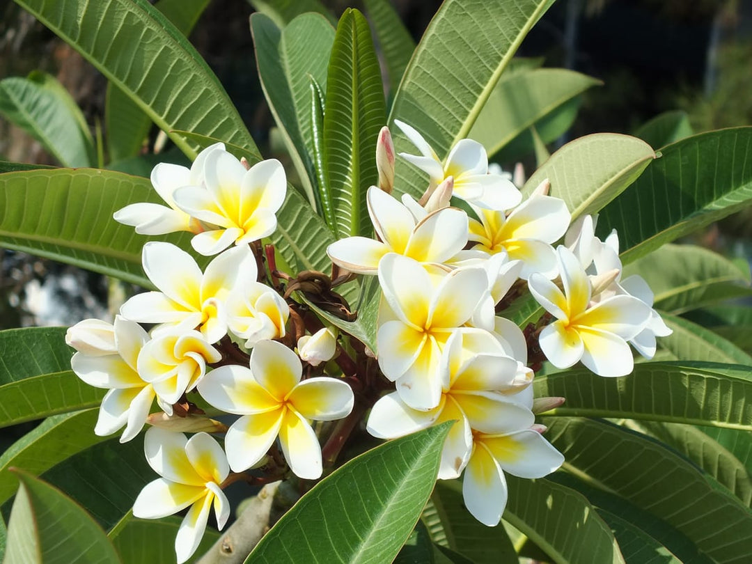 Yellow White Frangipani Flower Seeds for Planting - 100 pcs