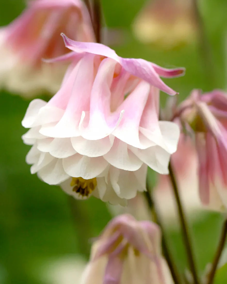 Pink underkjole blomsterfrø til plantning - 100 stk