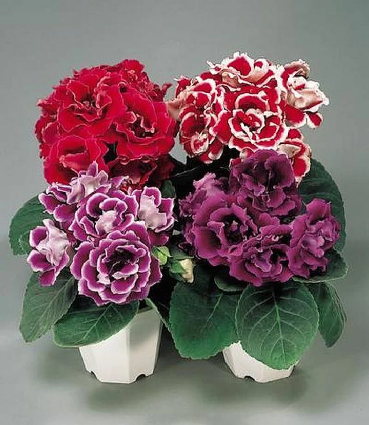 Multi-Color Gloxinia Flower Seeds for Planting - 100 pcs