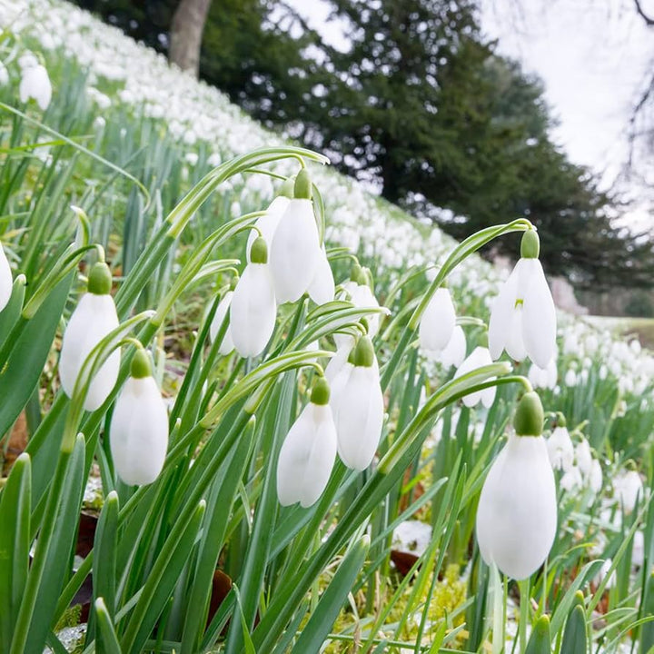 Organic White Galanthus Flower Seeds for Planting – Heirloom, Non-GMO, Elegant