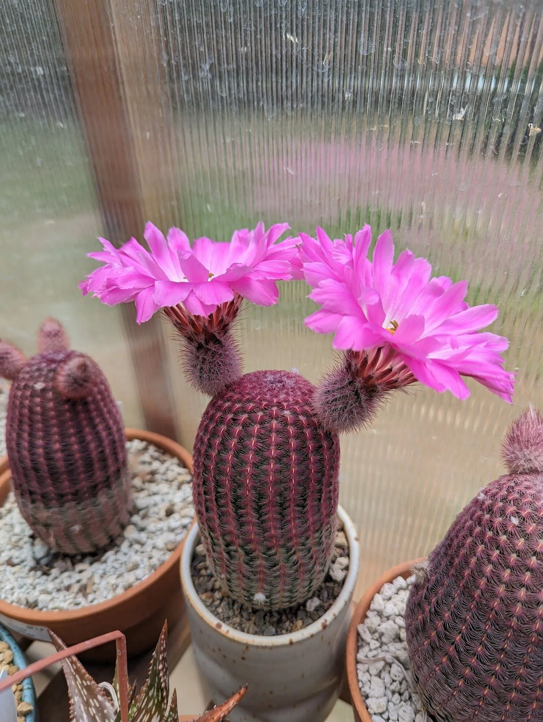 Heirloom Non-GMO Violet Echinocereus Rigidissimus Plant Seeds for Cactus and Rock Garden Planting