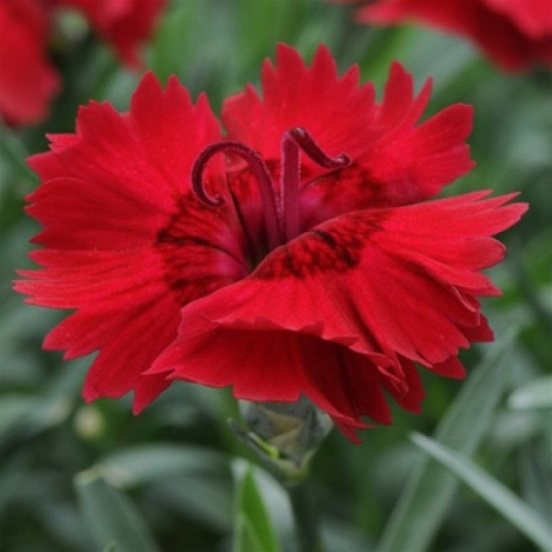Heirloom Non-GMO Red Dianthus Flower Seeds for Garden Planting – Fragrant Hardy Blooms Variety