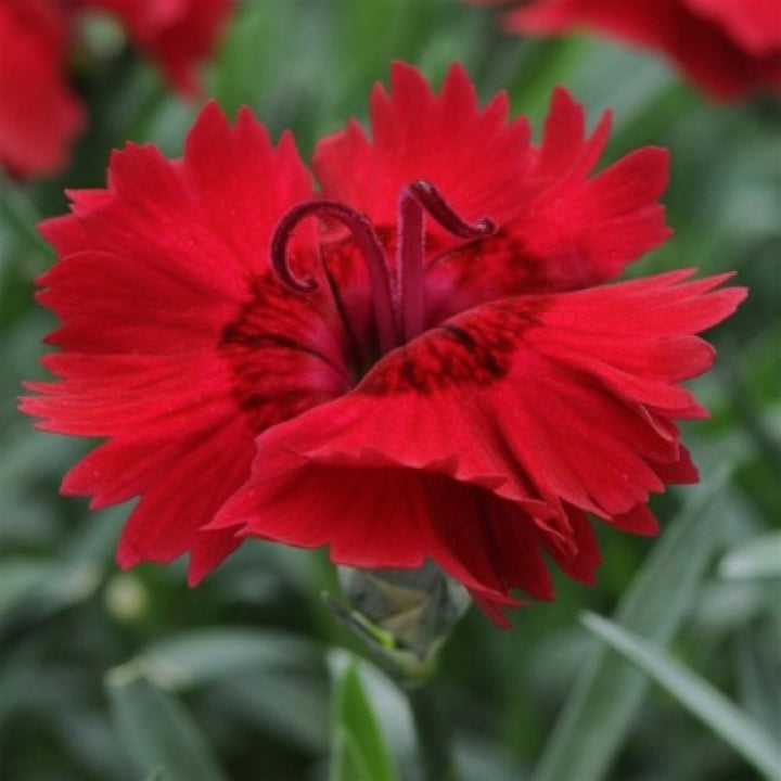 Heirloom Non-GMO Red Dianthus Flower Seeds for Garden Planting – Fragrant Hardy Blooms Variety